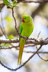 Green Parakeet in a Park in London, UK
