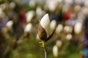 Magnolia © Szczepan