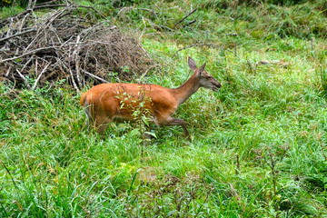 a young deer grazes on a green lawn