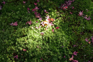 京都の八幡市の宝青院の散り紅葉