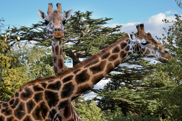 The giraffe is a tall African hoofed mammal belonging to the genus Giraffa.It is the tallest living terrestrial animal on Earth.The giraffe's chief characteristics are its extremely long neck and legs