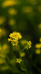 Smagliczka skalna (Aurinia saxatilis (L.) Desv.)