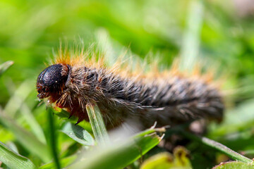 une chenille processionnaire du pin dans de l'herbe verte (gazon vert) en troupeau en gros plan (macro) - (thaumetopoea pityocampa) (caterpillar) 