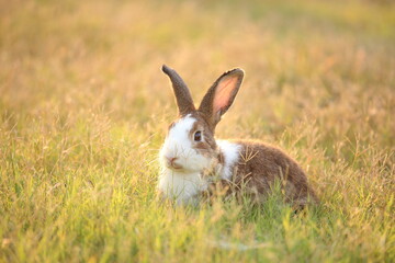 Rabbit in green field and farm way. Lovely and lively bunny in nature with happiness. Hare in the forest. Young cute bunny playing in the garden with grass and small flower in dreamy golden light. © soultkd