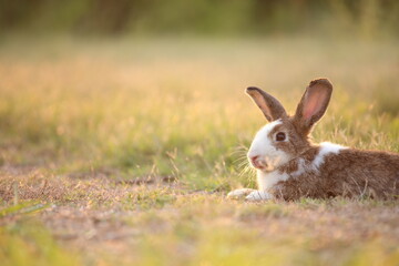 Rabbit in green field and farm way. Lovely and lively bunny in nature with happiness. Hare in the forest. Young cute bunny playing in the garden with grass and small flower in dreamy golden light.