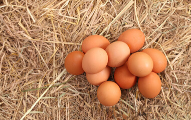 Many white duck or hen eggs together in group as background. Farm clean egg is good for health as high protein on dried rice straw as nature and organic eggs.