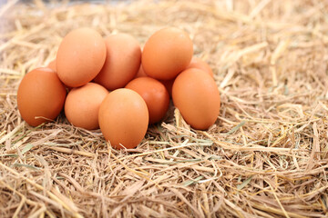 Many white duck or hen eggs together in group as background. Farm clean egg is good for health as high protein on dried rice straw as nature and organic eggs.