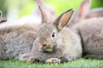 Cute little rabbit on green grass with natural bokeh as background during spring. Young adorable bunny playing in garden. Lovrely pet at park