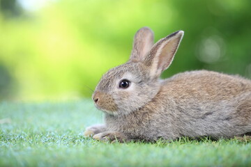 Cute little rabbit on green grass with natural bokeh as background during spring. Young adorable bunny playing in garden. Lovrely pet at park