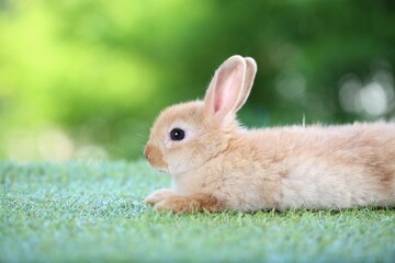 Cute little rabbit on green grass with natural bokeh as background during spring. Young adorable bunny playing in garden. Lovrely pet at park