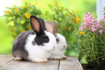 Cute little rabbit on green grass with natural bokeh as background during spring. Young adorable bunny playing in garden. Lovrely pet at park