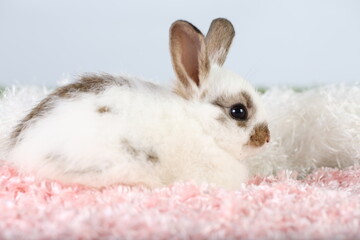 Cute little rabbit on green grass with natural bokeh as background during spring. Young adorable bunny playing on fluffy pink cloth as baby bunnly pet in studio.