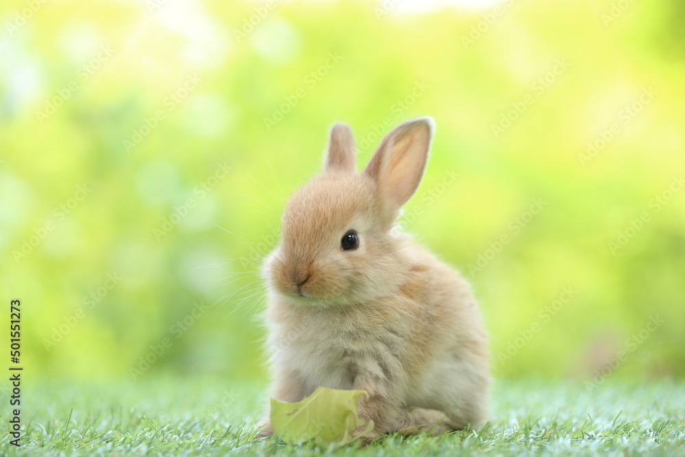 Wall mural Cute little rabbit on green grass with natural bokeh as background during spring. Young adorable bunny playing in garden. Lovrely pet at park