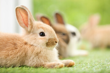 Cute little rabbit on green grass with natural bokeh as background during spring. Young adorable bunny playing in garden. Lovely pet at park in spring.