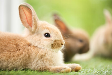 Cute little rabbit on green grass with natural bokeh as background during spring. Young adorable bunny playing in garden. Lovely pet at park in spring.