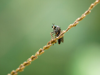 Look like mosquito on leaf- dangerous vehicle of infection. Macro shot