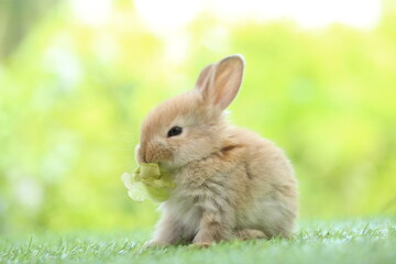 Cute little rabbit on green grass with natural bokeh as background during spring. Young adorable...