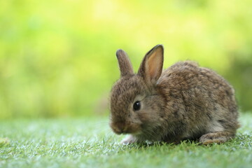 Cute little rabbit on green grass with natural bokeh as background during spring. Young adorable bunny playing in garden. Lovrely pet at park