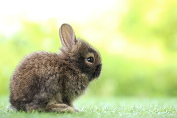 Cute little rabbit on green grass with natural bokeh as background during spring. Young adorable bunny playing in garden. Lovrely pet at park