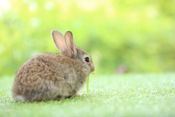 Cute little rabbit on green grass with natural bokeh as background during spring. Young adorable bunny playing in garden. Lovrely pet at park