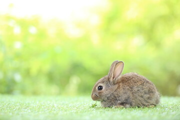 Cute little rabbit on green grass with natural bokeh as background during spring. Young adorable bunny playing in garden. Lovrely pet at park