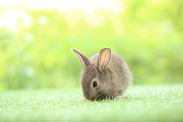 Cute little rabbit on green grass with natural bokeh as background during spring. Young adorable bunny playing in garden. Lovrely pet at park