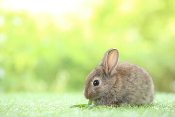 Cute little rabbit on green grass with natural bokeh as background during spring. Young adorable bunny playing in garden. Lovrely pet at park