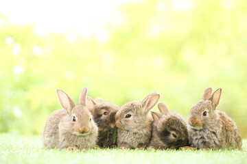 Cute little rabbit on green grass with natural bokeh as background during spring. Young adorable bunny playing in garden. Lovely pet at park in spring.