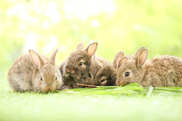 Naklejka premium Cute little rabbit on green grass with natural bokeh as background during spring. Young adorable bunny playing in garden. Lovely pet at park in spring.