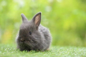 Cute little rabbit on green grass with natural bokeh as background during spring. Young adorable bunny playing in garden. Lovrely pet at park