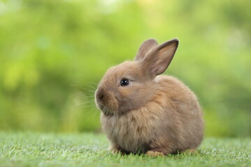 Cute little rabbit on green grass with natural bokeh as background during spring. Young adorable bunny playing in garden. Lovrely pet at park