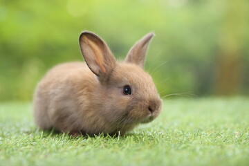 Cute little rabbit on green grass with natural bokeh as background during spring. Young adorable bunny playing in garden. Lovrely pet at park
