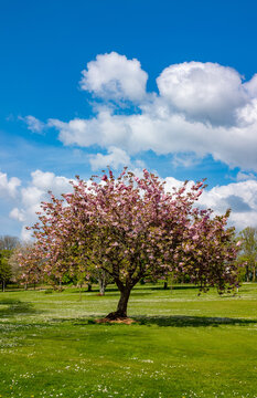 Flowering cherry blossom tree in a park during spring time.
