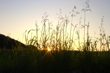 Fototapeta premium Foto tirada do por do sol entre as aveias, interior de Salto do Lontra - PR, 17 de abril de 2022