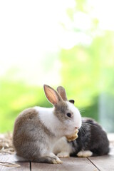 Cute little rabbit on green grass with natural bokeh as background during spring. Young adorable bunny playing in garden. Lovrely pet at park
