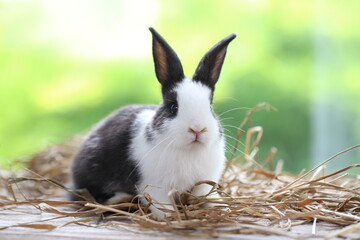 Cute little rabbit on green grass with natural bokeh as background during spring. Young adorable bunny playing in garden. Lovrely pet at park