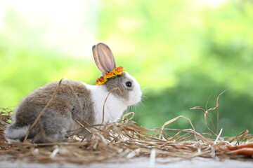 Cute little rabbit on green grass with natural bokeh as background during spring. Young adorable...