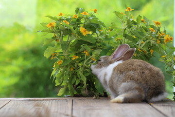 Cute little rabbit on green grass with natural bokeh as background during spring. Young adorable...