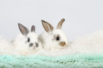 Cute little rabbit on green grass with natural bokeh as background during spring. Young adorable bunny playing on fluffy green cloth as baby bunnly pet in studio.