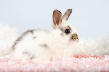 Cute little rabbit on green grass with natural bokeh as background during spring. Young adorable bunny playing on fluffy pink cloth as baby bunnly pet in studio.
