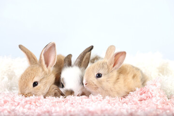 Cute little rabbit on green grass with natural bokeh as background during spring. Young adorable bunny playing on fluffy pink cloth as baby bunnly pet in studio.