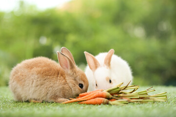 Cute little rabbit on green grass with natural bokeh as background during spring. Young adorable bunny playing in garden. Lovely pet at park in spring.