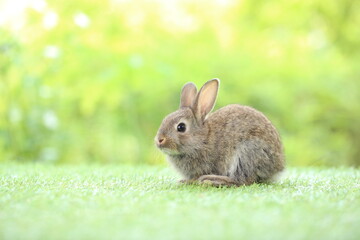 Cute little rabbit on green grass with natural bokeh as background during spring. Young adorable bunny playing in garden. Lovrely pet at park