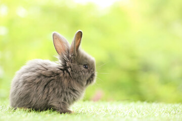 Cute little rabbit on green grass with natural bokeh as background during spring. Young adorable bunny playing in garden. Lovely pet at park in spring.