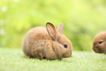 Cute little rabbit on green grass with natural bokeh as background during spring. Young adorable bunny playing in garden. Lovely pet at park in spring.