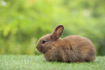 Cute little rabbit on green grass with natural bokeh as background during spring. Young adorable bunny playing in garden. Lovrely pet at park