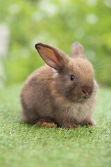 Cute little rabbit on green grass with natural bokeh as background during spring. Young adorable bunny playing in garden. Lovrely pet at park