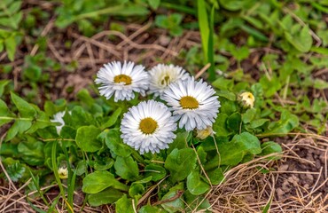 Spring white flowers grow on the lawn