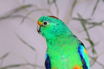 Ein Vielfarbensittich (Psephotellus varius) in der Voliere.