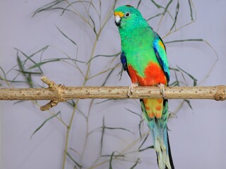 Ein Vielfarbensittich (Psephotellus varius) in der Voliere.